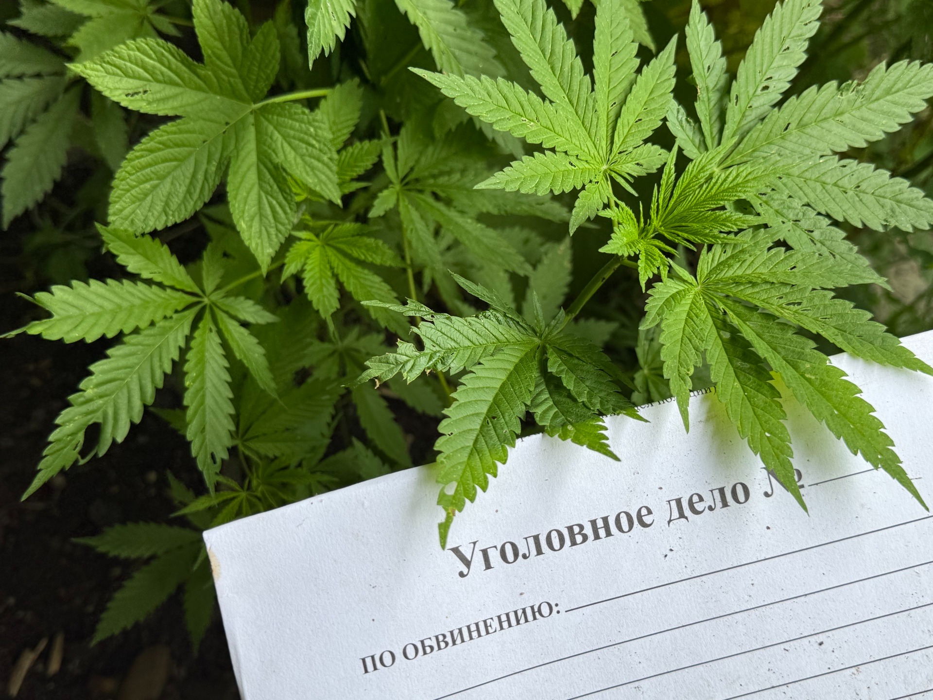 На изображении видны зелёные листья растения с характерными зазубренными краями. Также присутствует текст на белом листе бумаги..